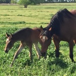 LITTLE SISTER - out of Hot Anticipation (Owned by Jerry Erickson)
